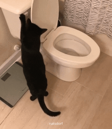 cat788096b70890b5d-b06845ef-400.gif