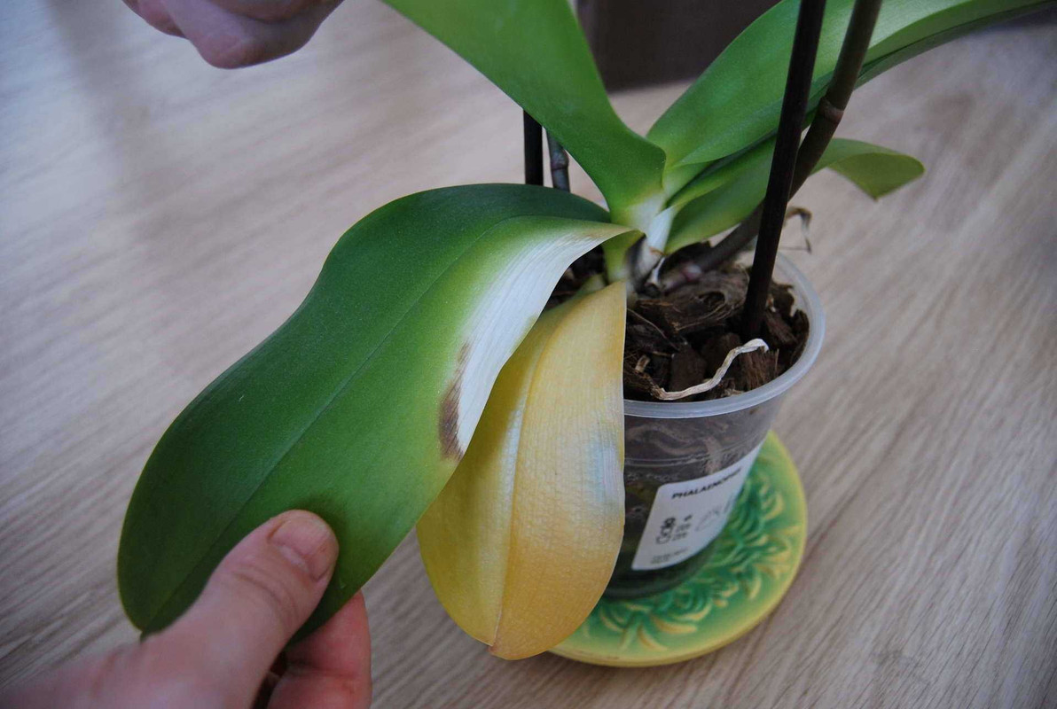 Почему желтеет стебель у орхидеи основные причины и способы борьбы.