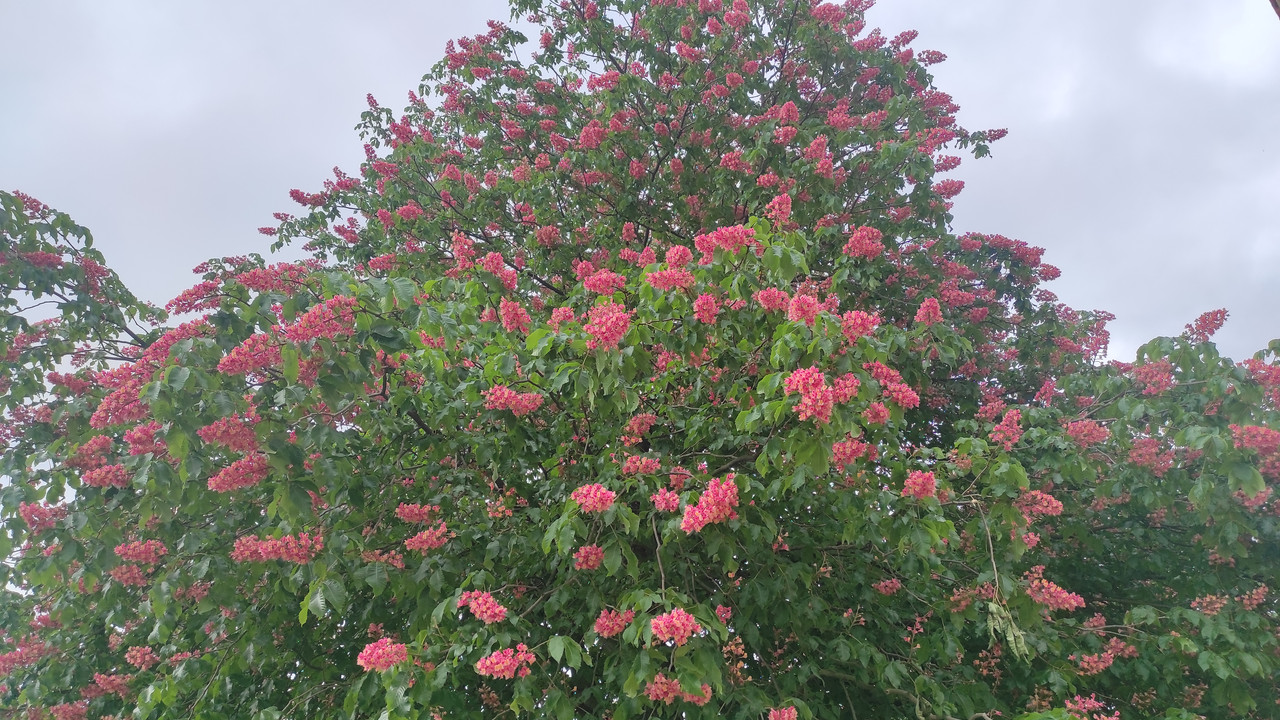 09.20 - IMG_20240504_094855 (Czesio1)