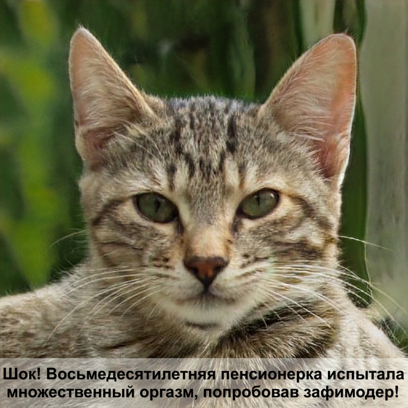 как сделать домик для кошки