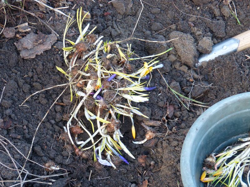 2014-03-09 Krokusse Wühlmaus2