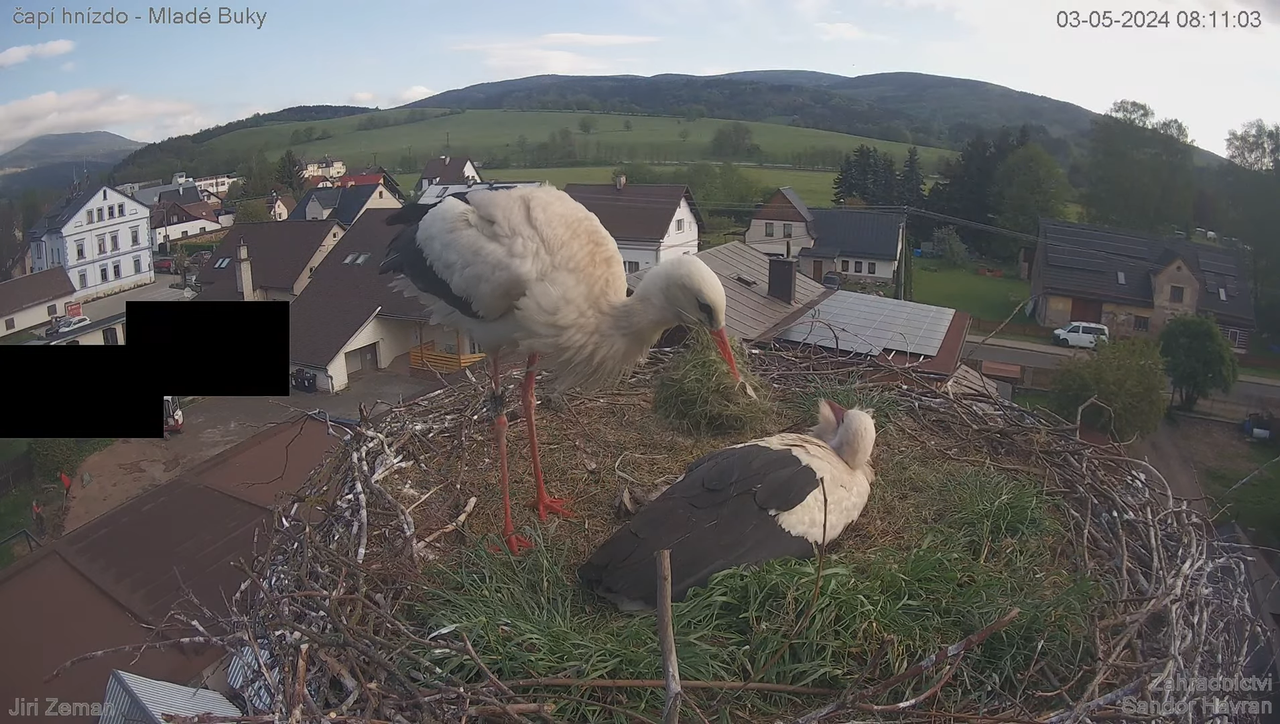 Tiešraides kamera — Mladé Buky — stārķa ligzda 9-53-29 screenshot