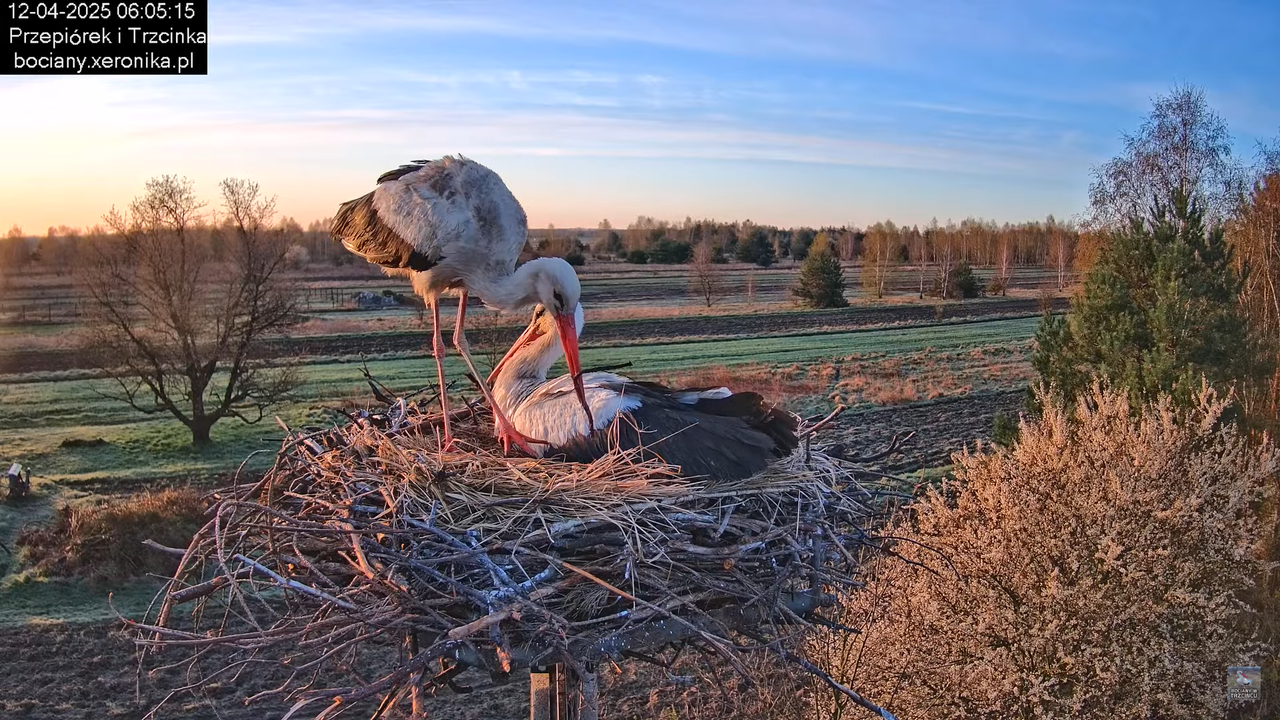 12042025bociany3