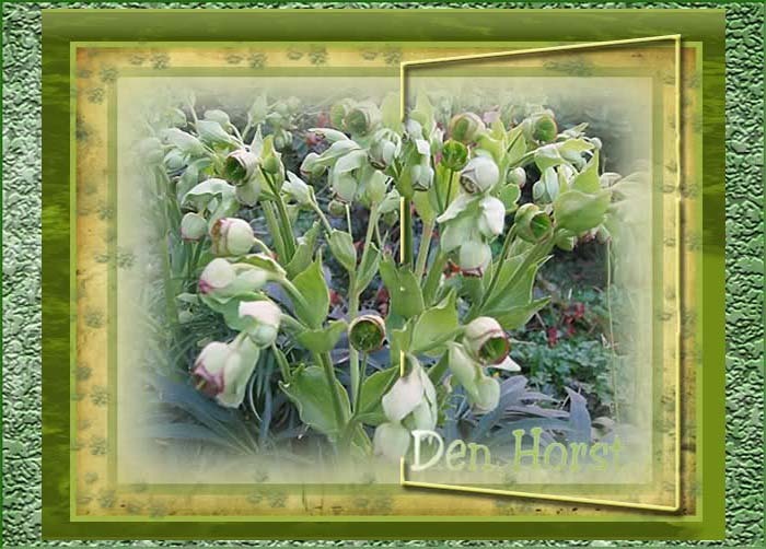 HELLEBORUS-KERSTROOS