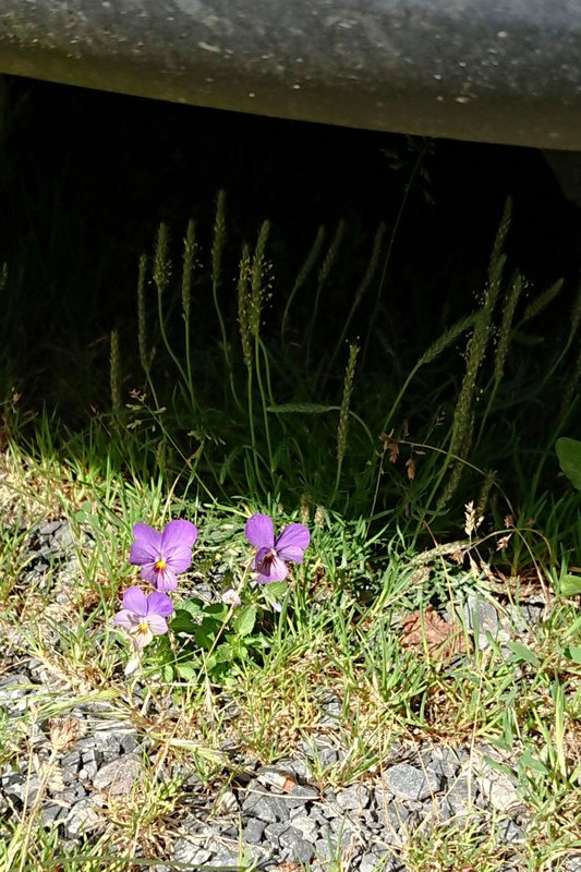 [Image: DSC-2796.jpg]