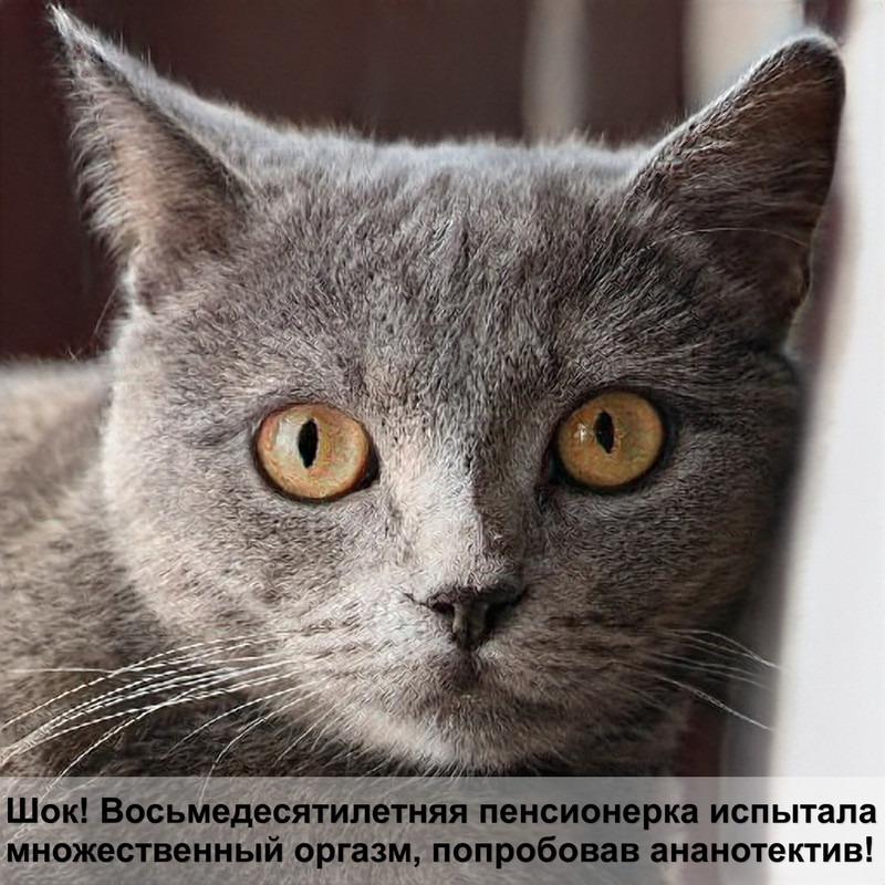 меню для кошки на неделю