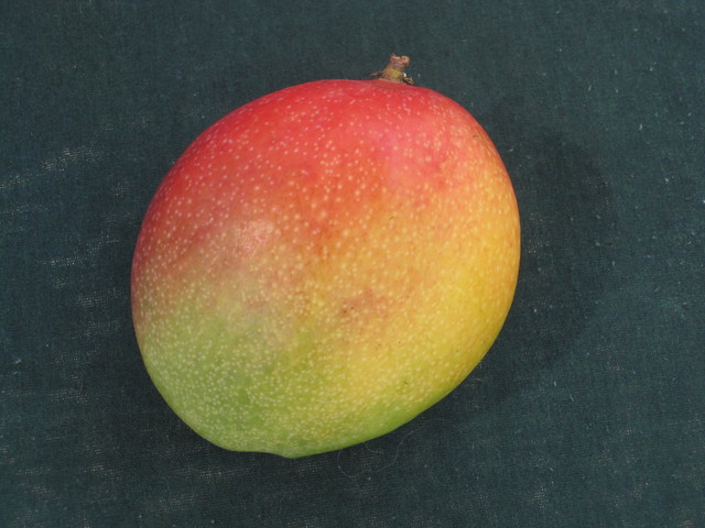 Parrot mango B
