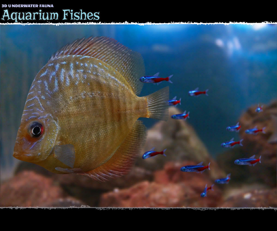 3D Underwater Fauna: Aquarium Fishes