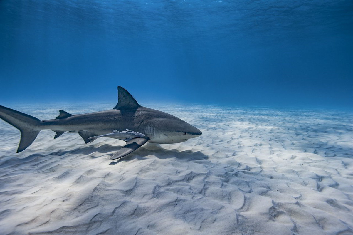 Montagu Beach: Turista americana in Crociera uccisa da uno Squalo Toro