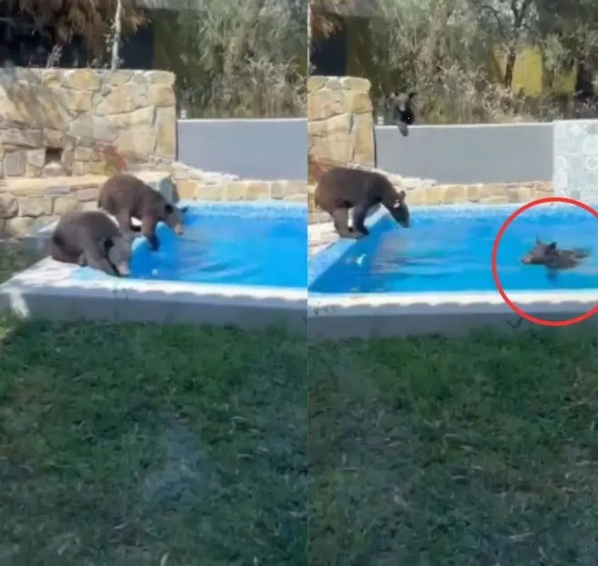¡Osos invaden una residencia en Nuevo León para refrescarse en la alberca! (Video)