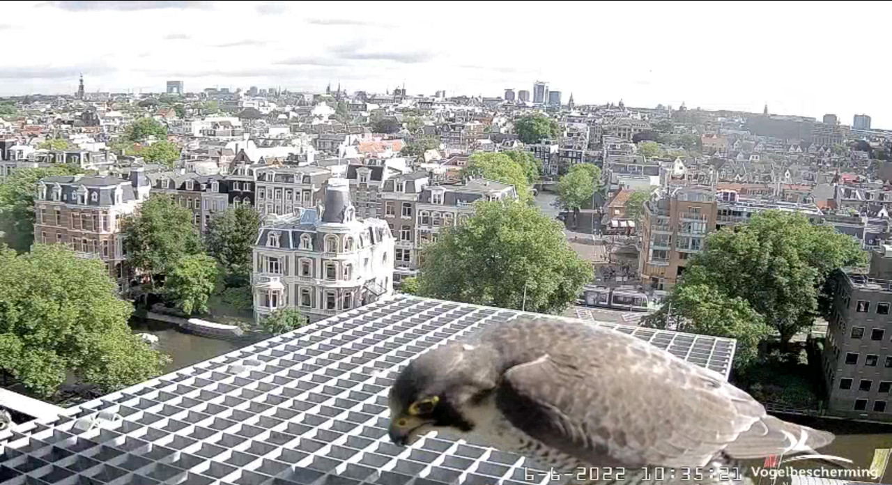 Amsterdam/Rijksmuseum screenshots © Beleef de Lente/Vogelbescherming Nederland - Pagina 20 Video-2022-06-06-104158-Moment-7