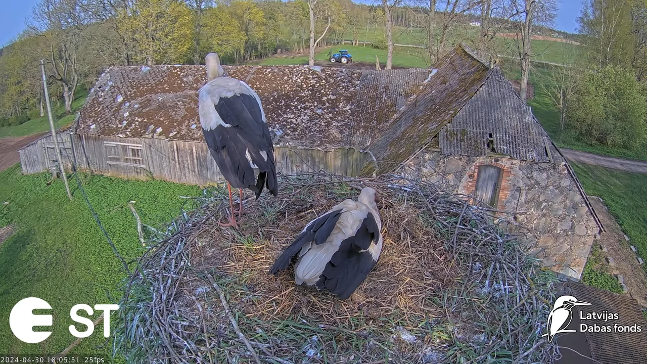 Baltie stārķi (Ciconia ciconia) Tukuma novadā - LDF tiešraide __ White storks in Tukums, Latvia 10-3