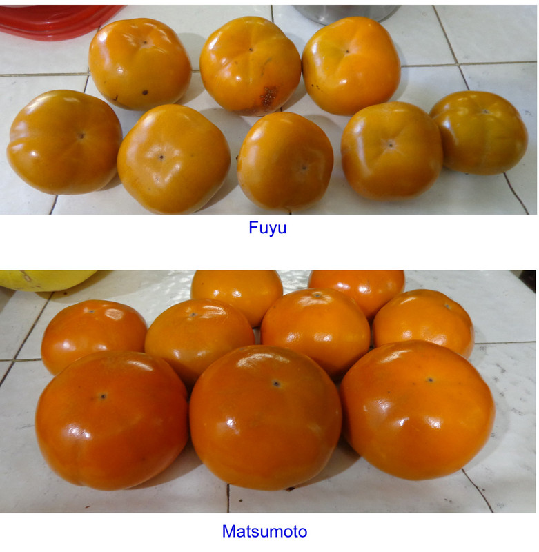 Comparison-Fuyu-Matsumoto(1)
