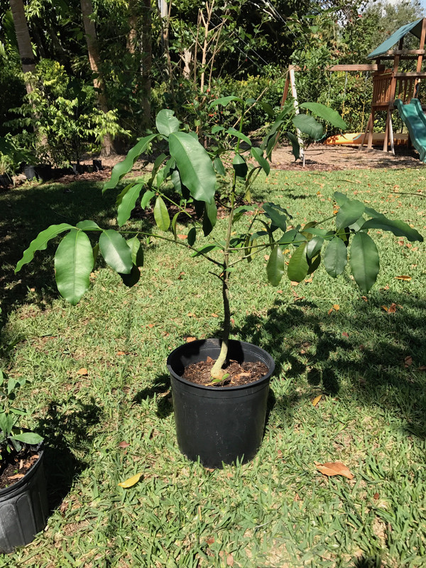 Garcinia 2 2 2017