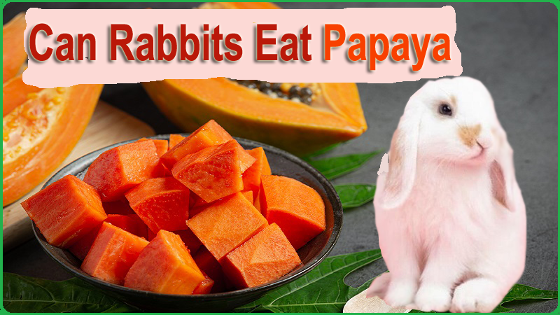 Can Rabbits Eat Papaya (Seeds, Skin, & Leaves)? Expert Opinions