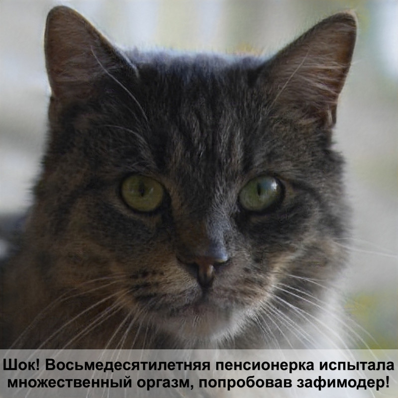 породы кошек на б