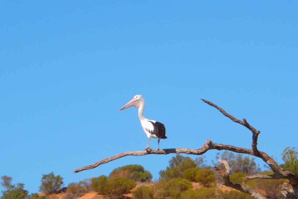 Pelican