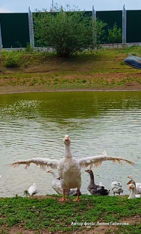 гуси - фото 03 с подписью