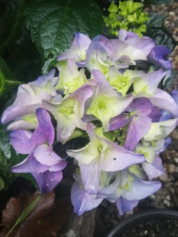 viber_изображение_2023-06-15_20-58-26-406