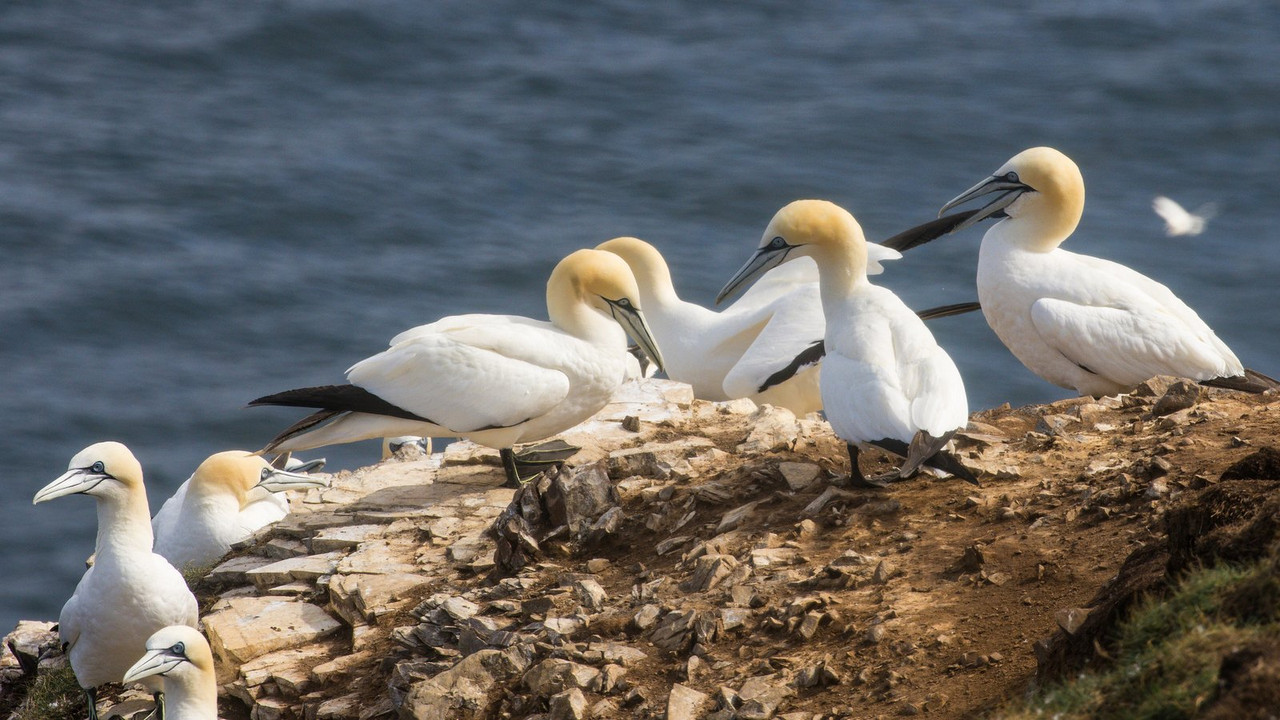 white-gannets.jpg