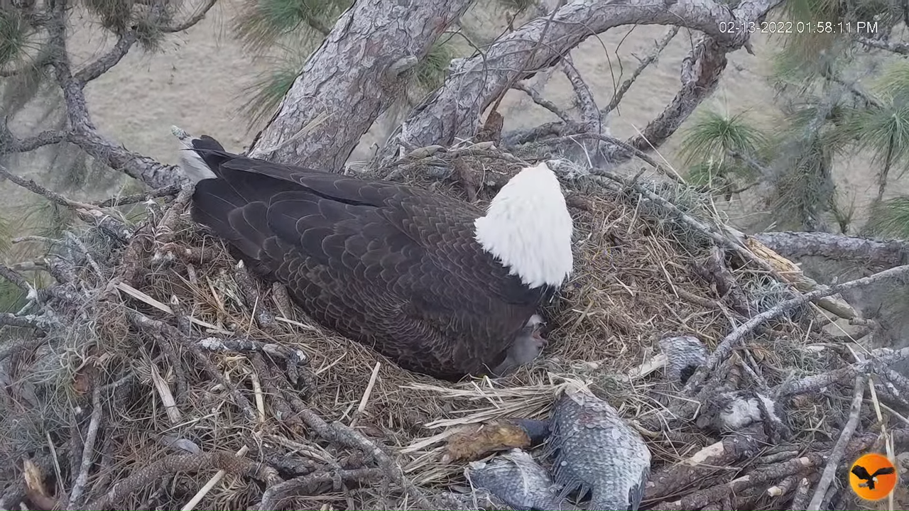 EC 4K Overhead Cam 9-47-8 screenshot