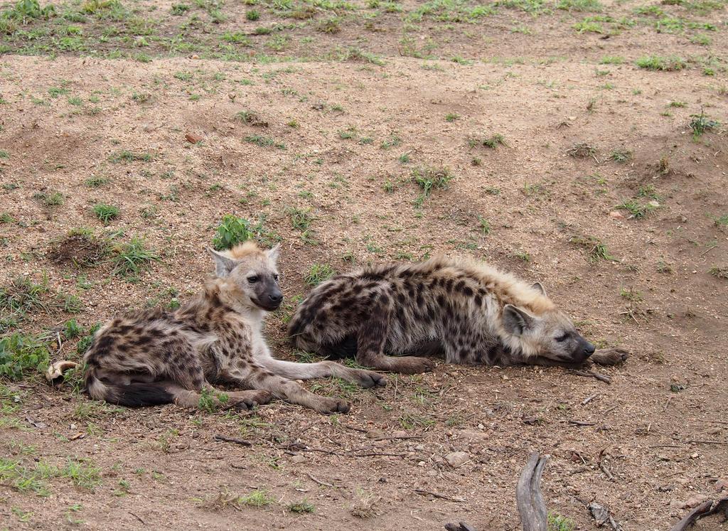 Такая близкая Африка. (ЮАР. 22 дня и 4200 км. Ноябрь-Декабрь) Такая близкая Африка. (ЮАР. 22 дня и 4200 км. Ноябрь-Декабрь)