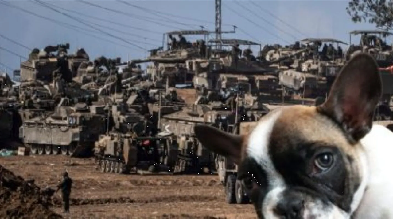 Así han sufrido las mascotas tras la guerra de Israel y Hamás