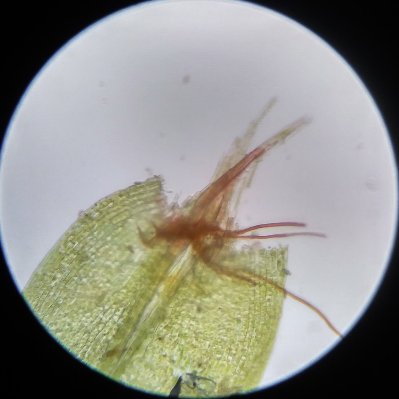 IMG 20250617 115243 HDR