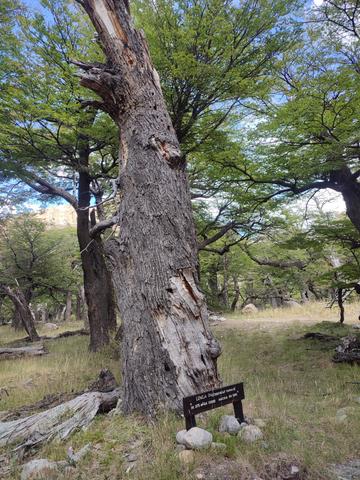 RESERVA LOS HUEMULES. EL CHALTEN - ARGENTINA INFINITA II/ TORRES DEL PAINE (6)