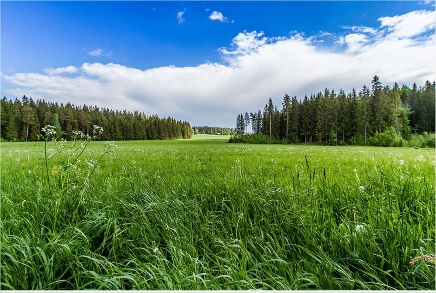 Field-grass-forest-trees-sky-landscape-r