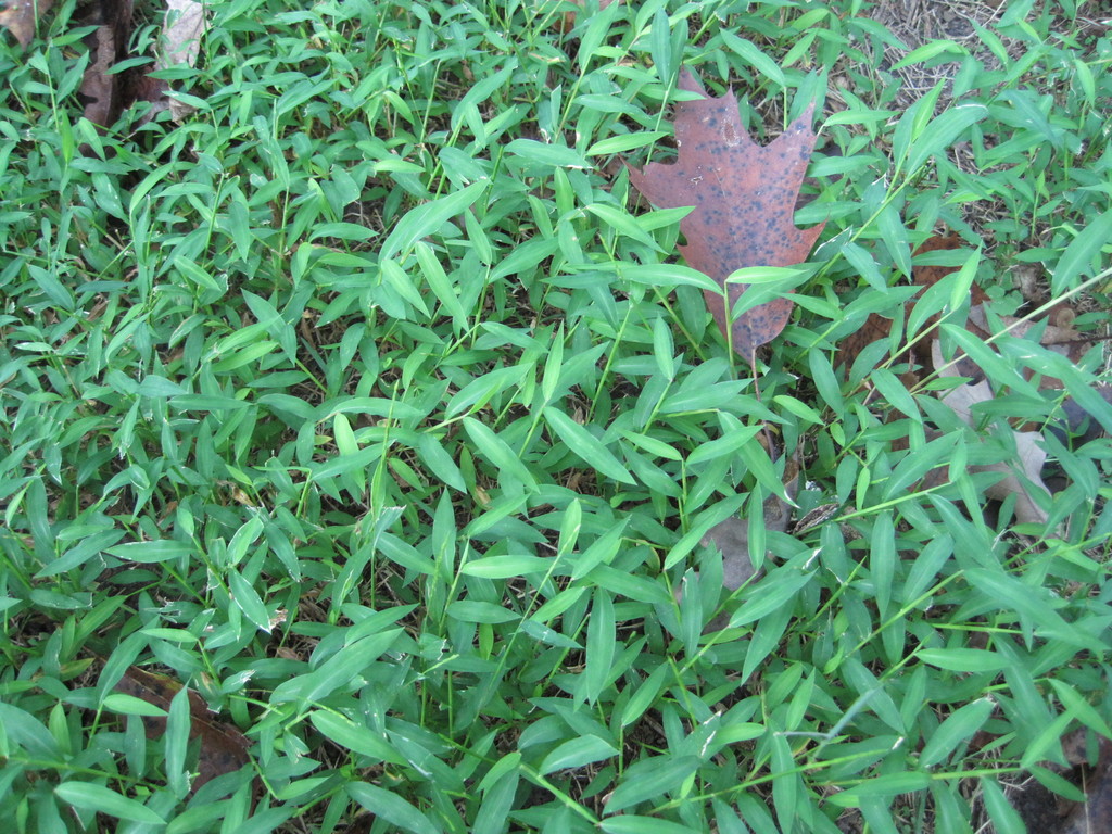 weed grass in front yard