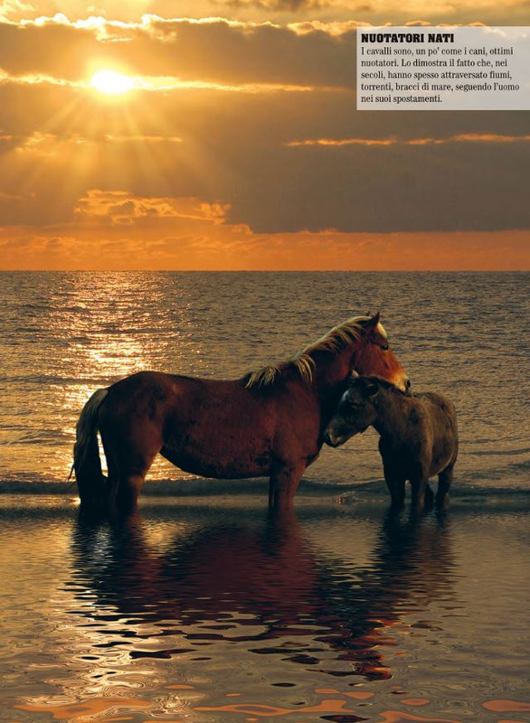 Il Mio Cav (Lug 2022) 4