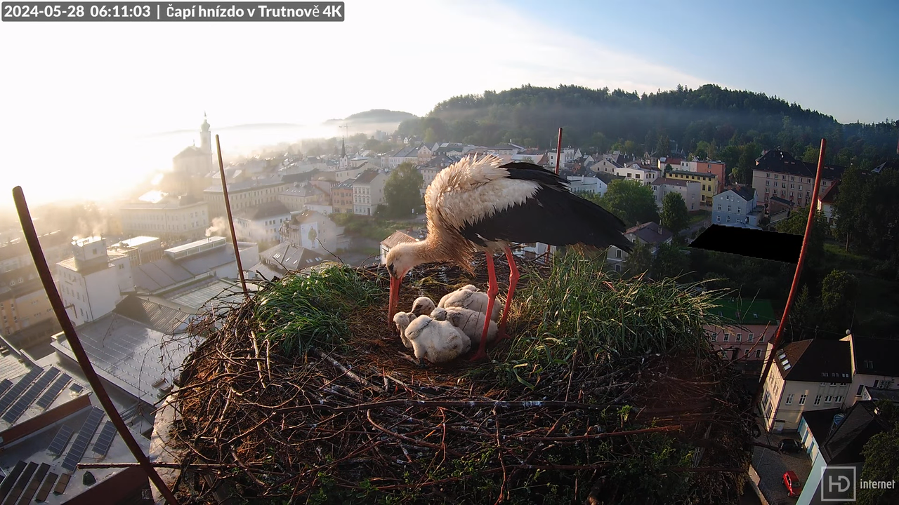 Tiešraidē no stārķa ligzdas uz alus darītavas skursteņa Trutnovā 10-14-48 screenshot