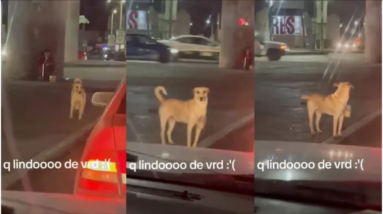 Viral: Perrito en San Luis Potosí pide dinero para ayudar a su dueña