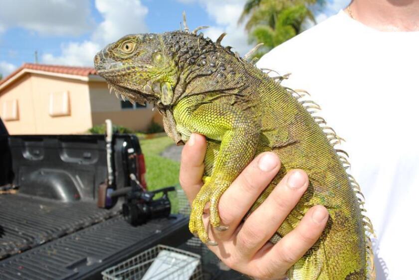 Florida podría presenciar una lluvia de iguanas por sus temperaturas