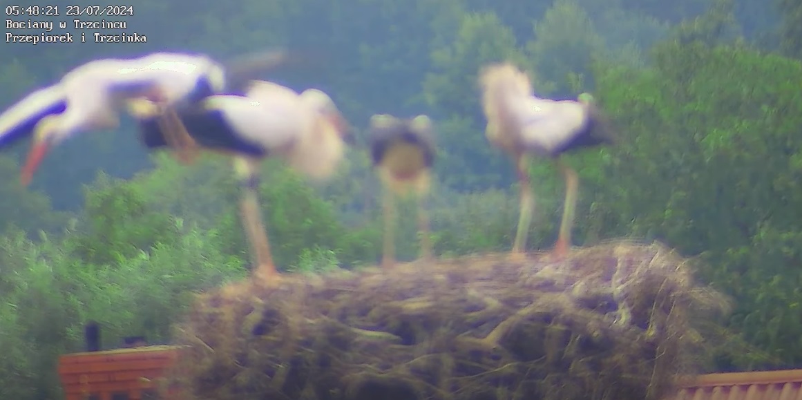 intruznapierwszymplanie