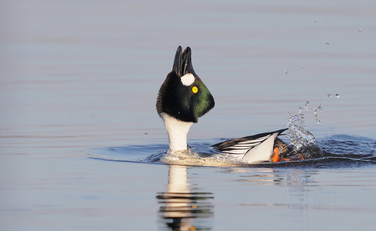 Baltsende Brilduiker, Lauwersmeer 2021