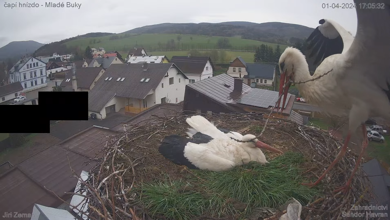 Živá kamera - Mladé Buky - čapí hnízdo 10-47-35 screenshot