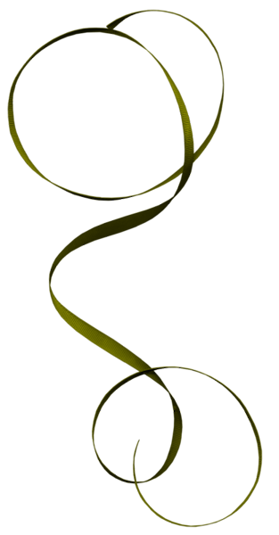 TADD_elements_LastDanceInParis (12)