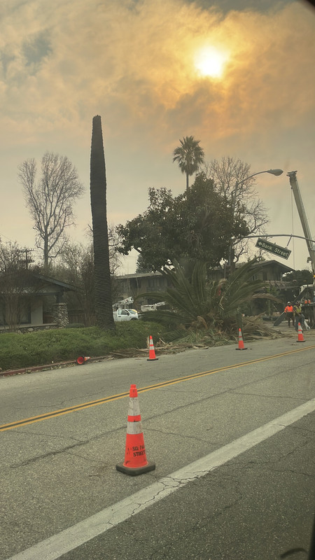 a photo of a palm tree with the sort of 'head' of leaves snapped off and on the floor. the photo is taken from my car, and the tree has a lot of cones and workers around it