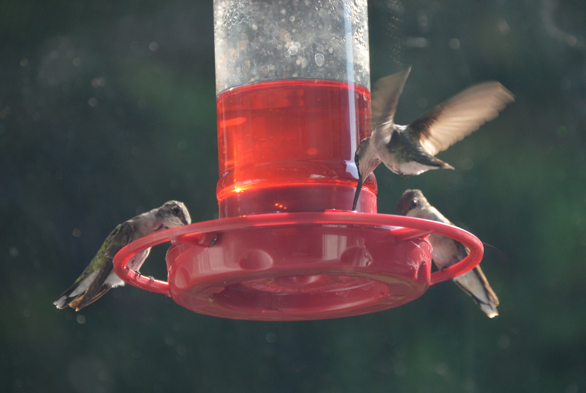 2021-8-18 Hummingbird on Feeder (5)