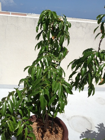 Our Garden 010