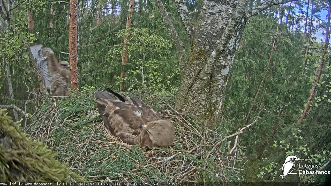 Mazais ērglis (Clanga pomarina), ligzda bērzā 12-28-27 screenshot