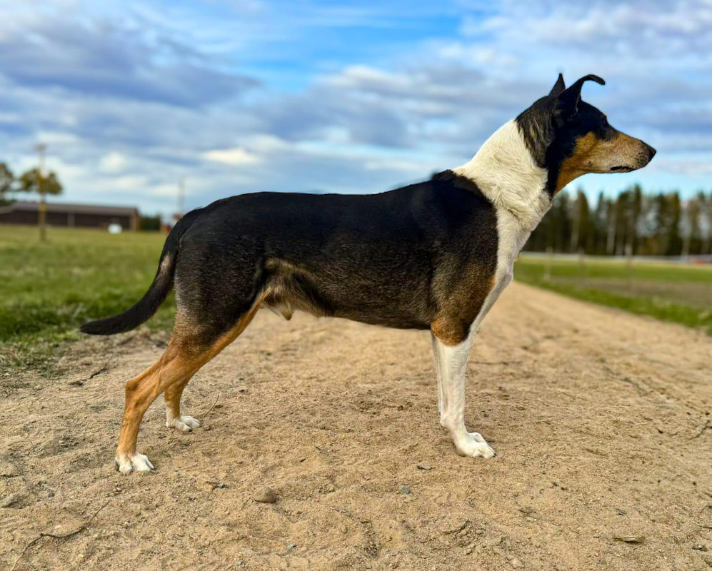 Sileäkarvainen collie, Nuuskakairan Simana Sissonen