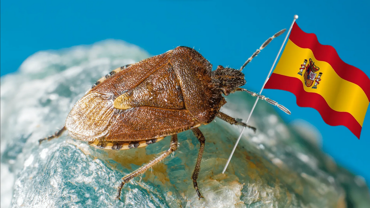 Plaga de chinches llega al norte de España y enciende las alarmas