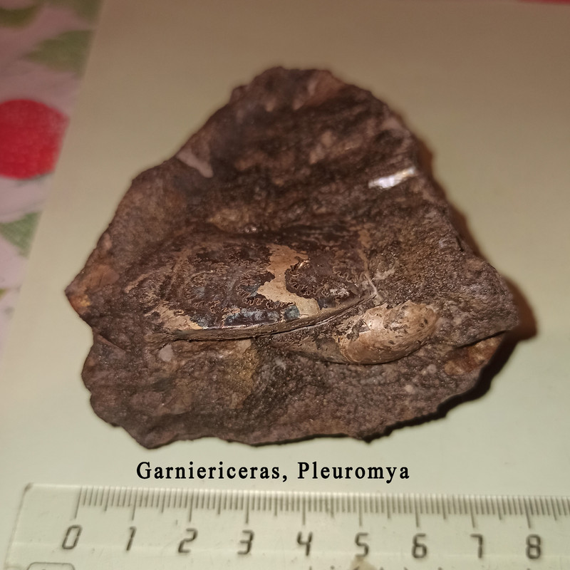Garniericeras Pleuromya