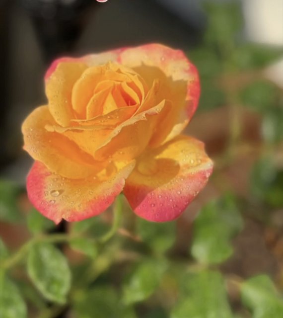 [Image: 1-D86-CC5-F-9-AFC-4-F17-8115-F82-D7974894-A.jpg]