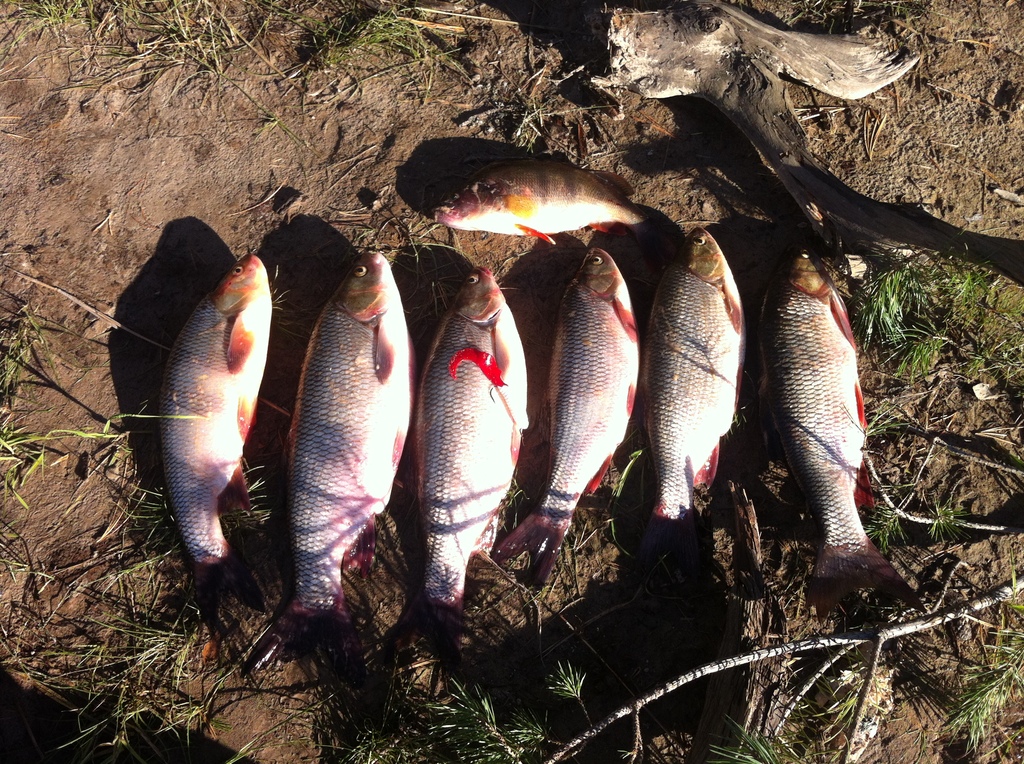 язи от 1 до 1,2кг.