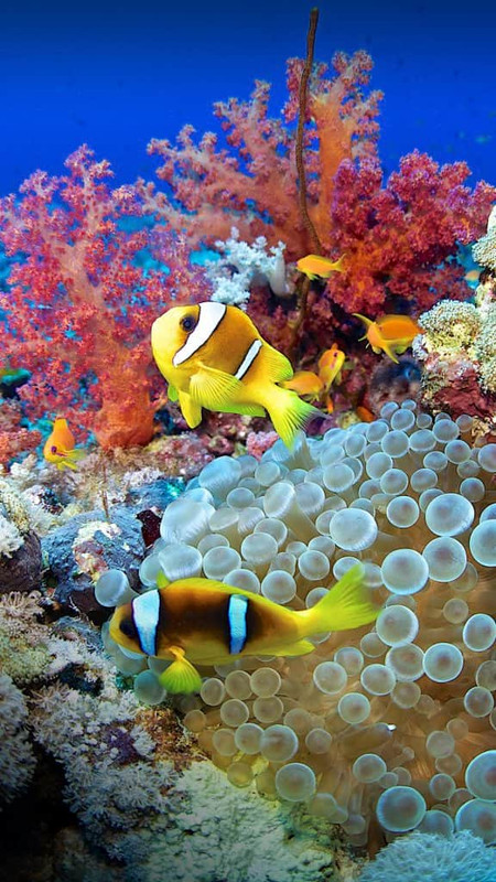 Clown fish (Amphiprion bicinctus) and sea anemone (Actiniaria), Red Sea, Sudan 2