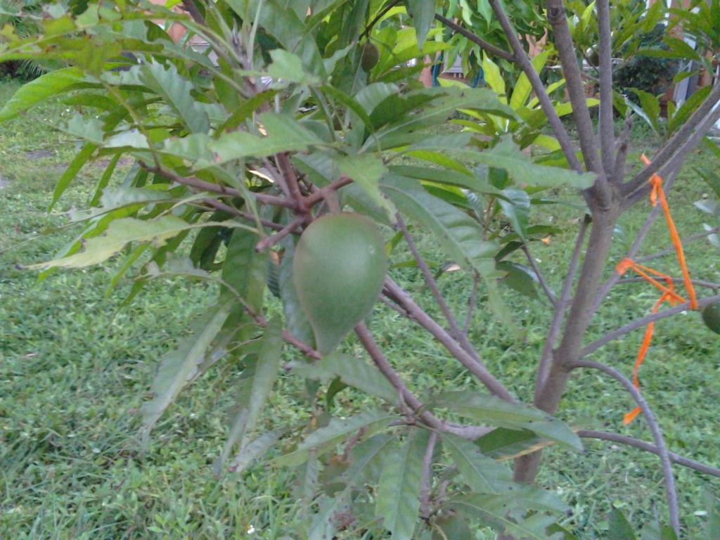 Canistel5_zps2405d3af